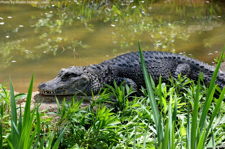 chinese alligator