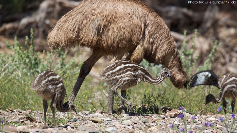 emu chicks