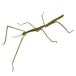 stick-insect-10
