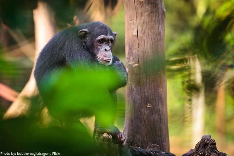 tacugama chimpanzee sanctuary