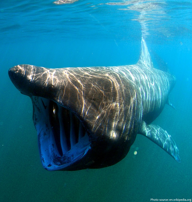 basking-shark-4