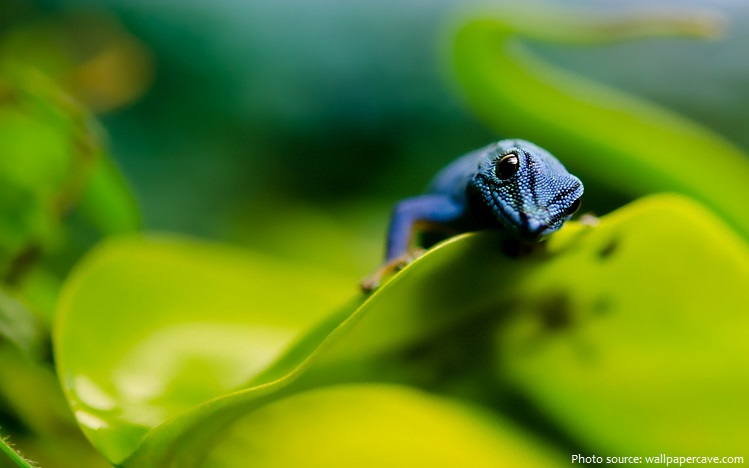 blue gecko