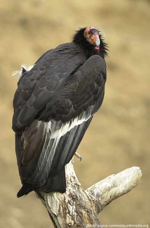 california-condor-2