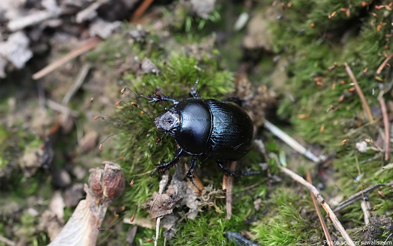 dung-beetle-2