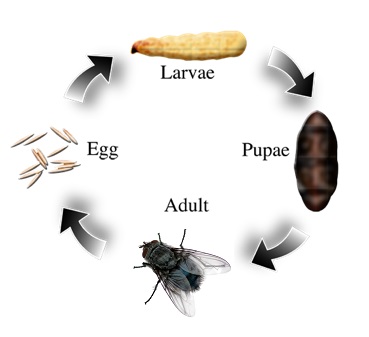 fly life cycle