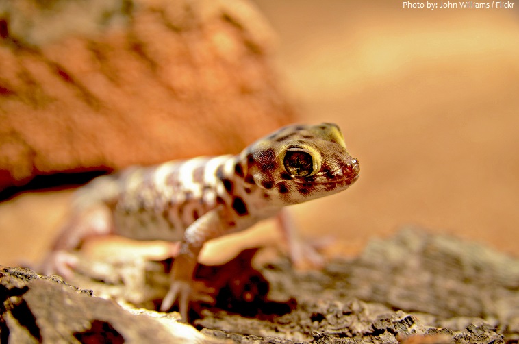 gecko baby