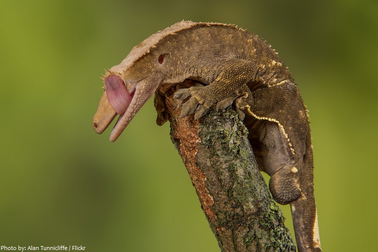 gecko licking eye
