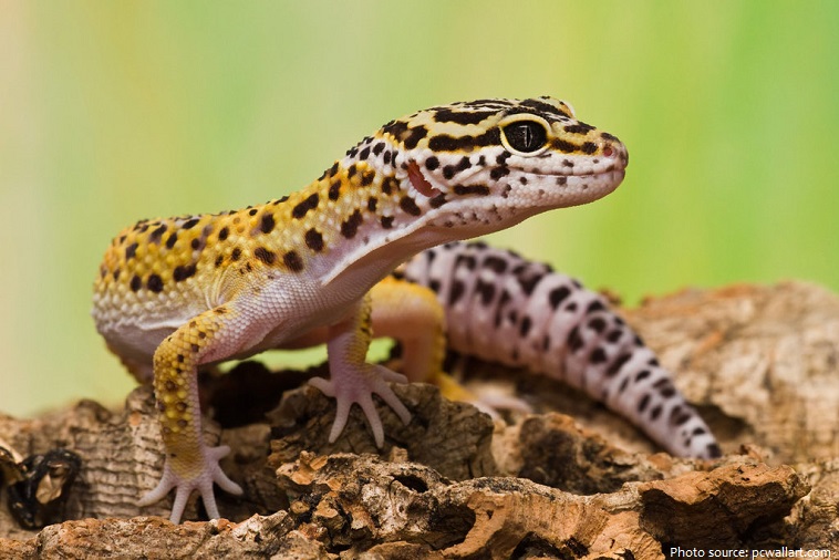Interesting facts about geckos | Just Fun Facts