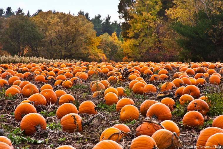 pumpkins-2