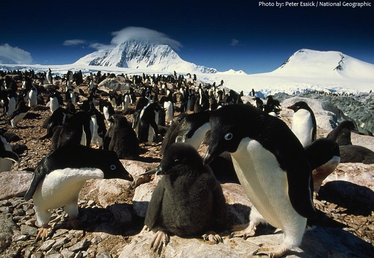 adelie penguins colony