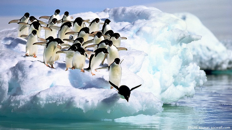 adélie-penguins-3