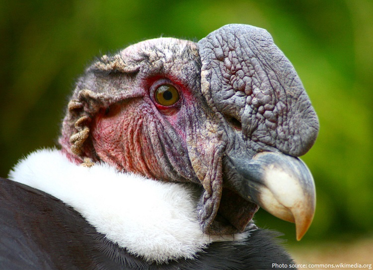 andean condor male