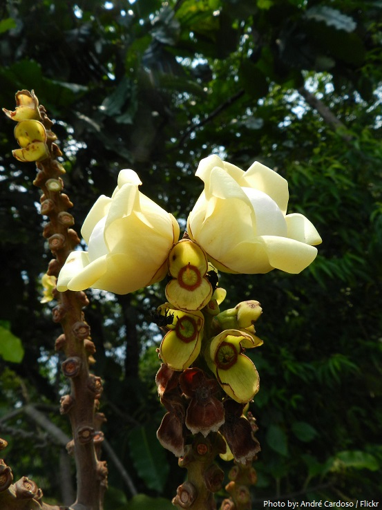 brazil nut flowers