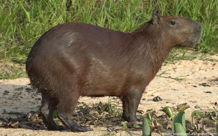 capybara-2