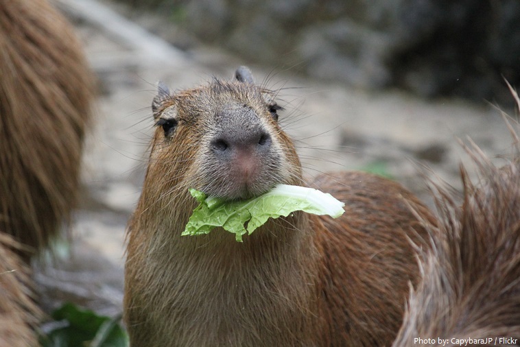 capybara eating