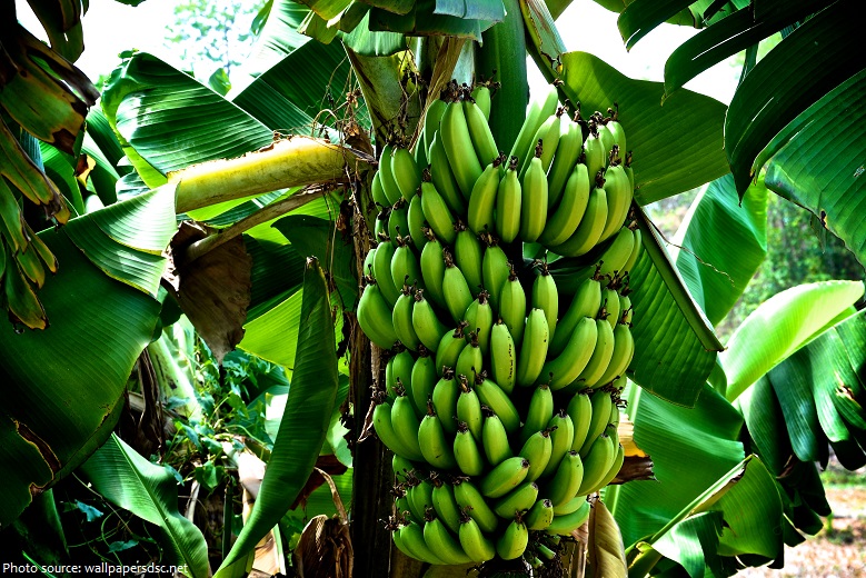 Interesting facts about bananas | Just Fun Facts