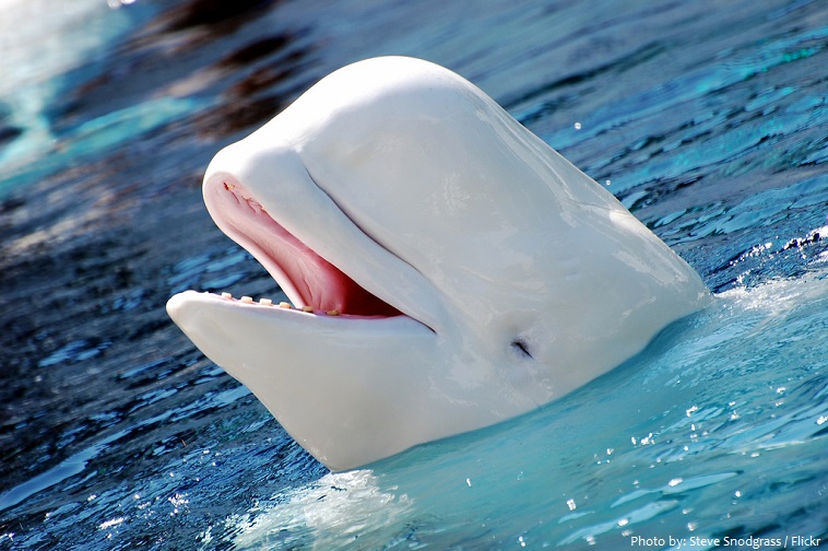beluga-whale-3