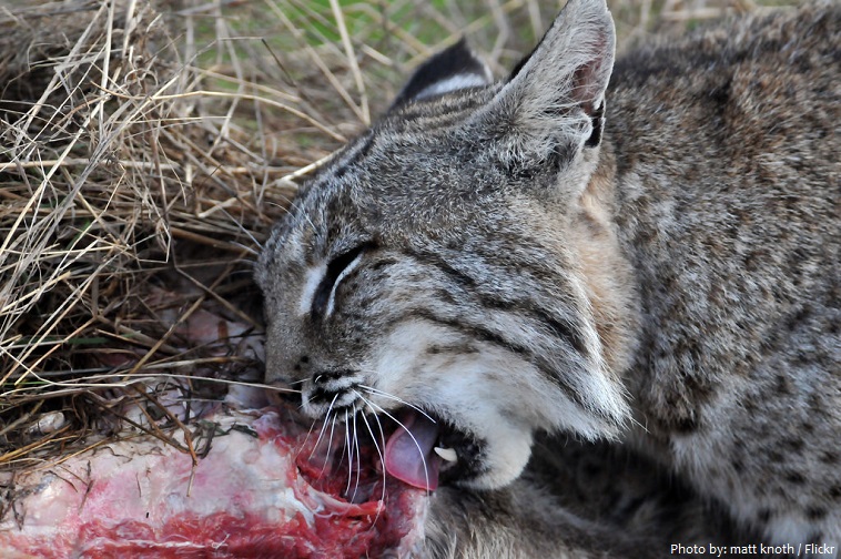bobcat eating