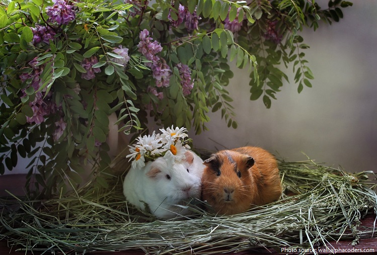 guinea pig pair