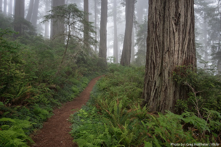 redwood-national-and-state-parks-2