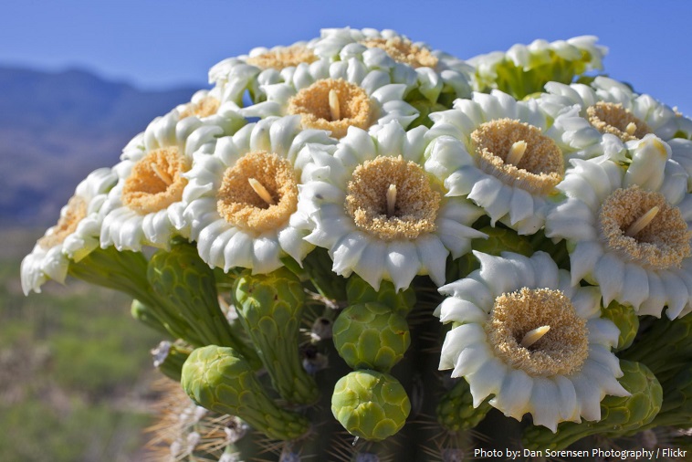 saguaro cactus flower