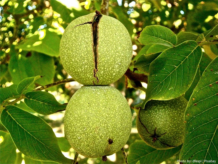 walnut fruit