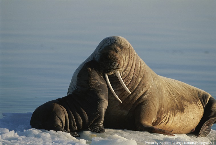 walrus pup and mother