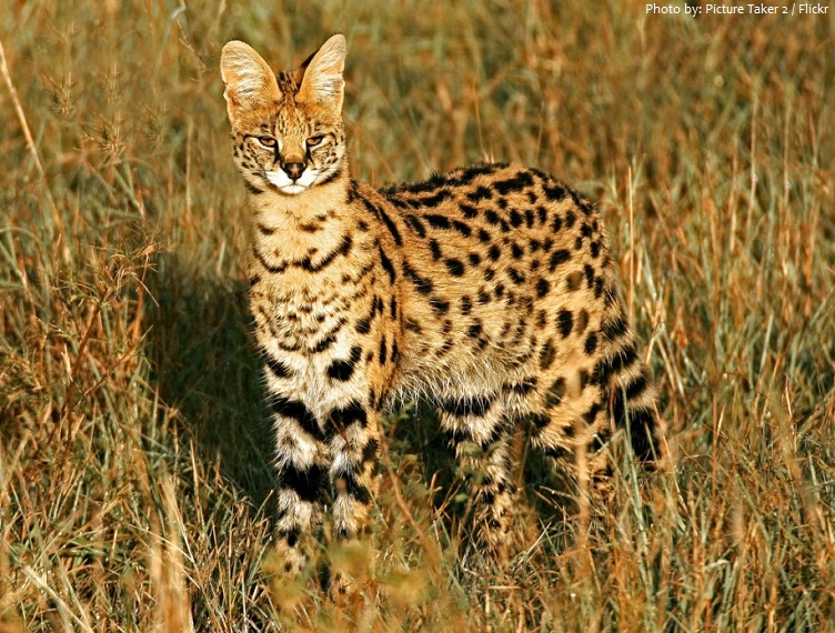 serval-2