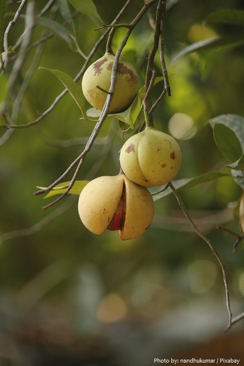 nutmeg fruit