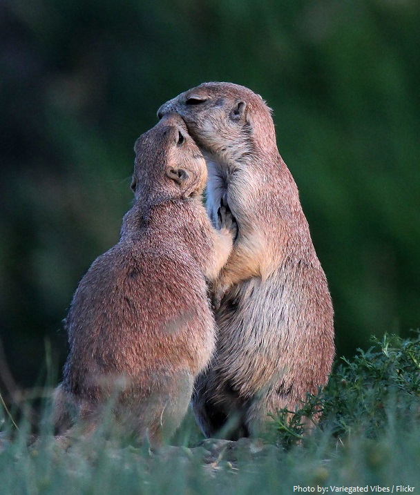 prairie dogs kissing
