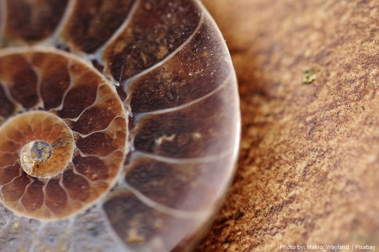 snail fossil