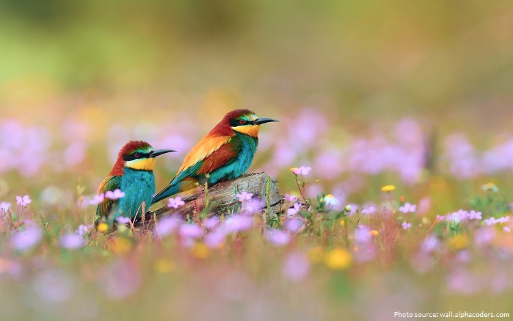 bee-eaters-3