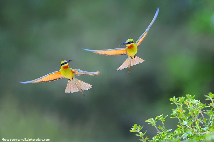 bee-eaters-4