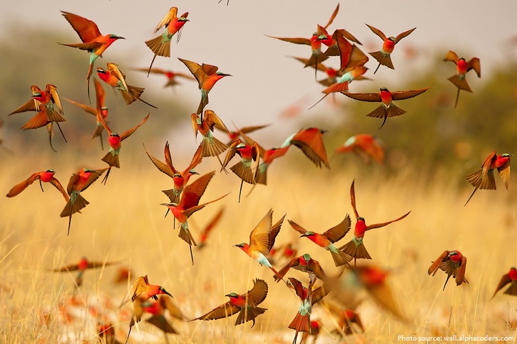 bee-eaters-6