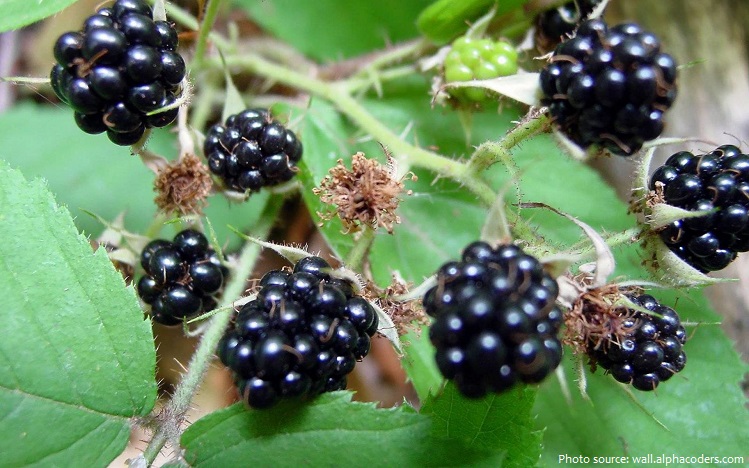 blackberry-4