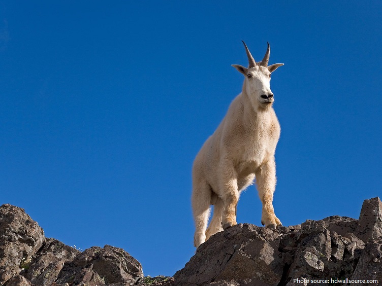 mountain-goat-3