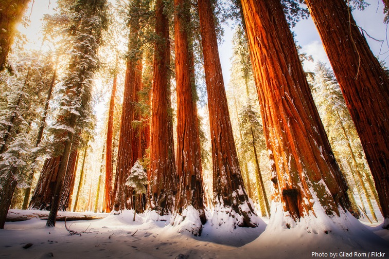 sequoia-national-park-3