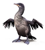 cormorant-3