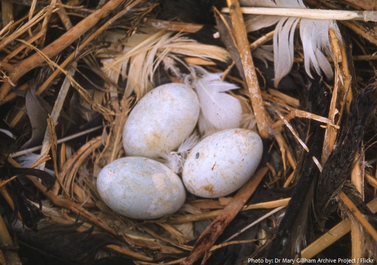 cormorant eggs