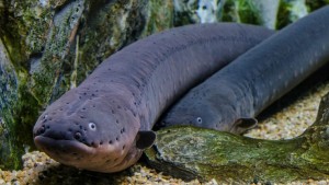 Interesting Facts About Eels Just Fun Facts