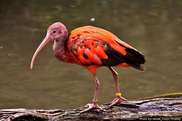 ibis-2