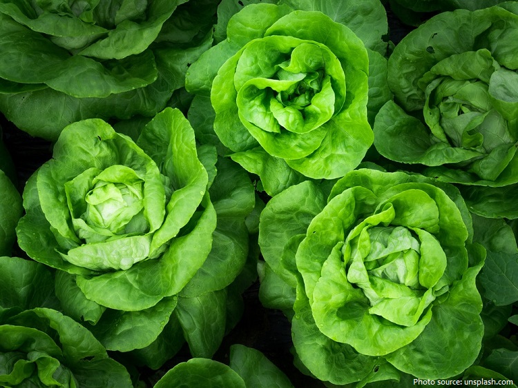 lettuce-4