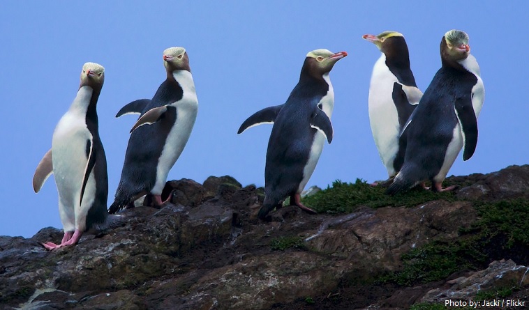 yellow-eyed penguins