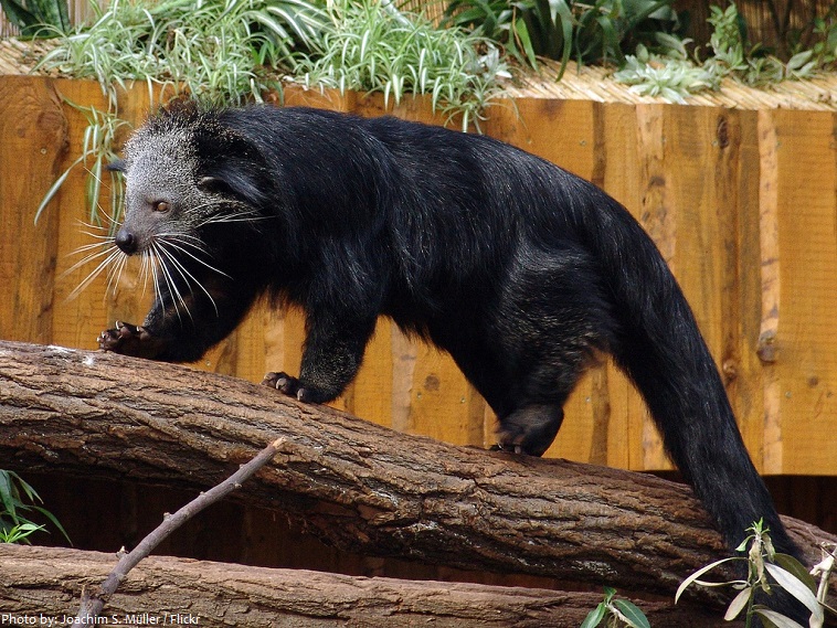 Bearcat Binturong Pet
