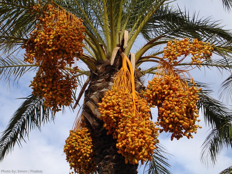 Interesting facts about dates and date palms  Just Fun Facts