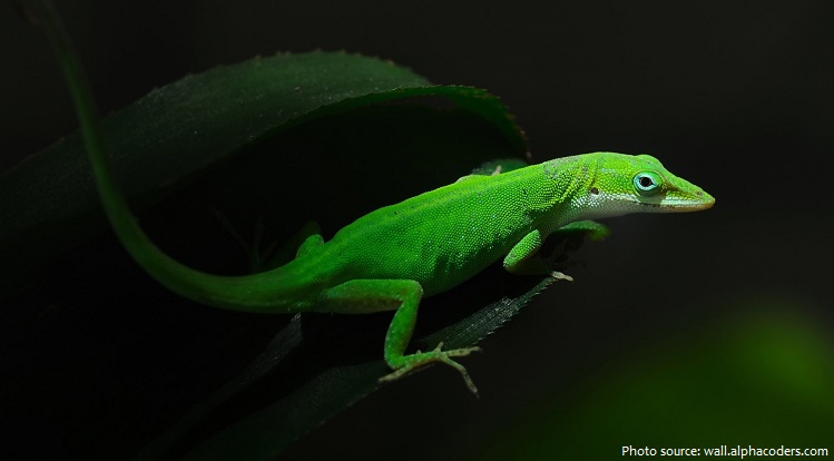 green-anole-3