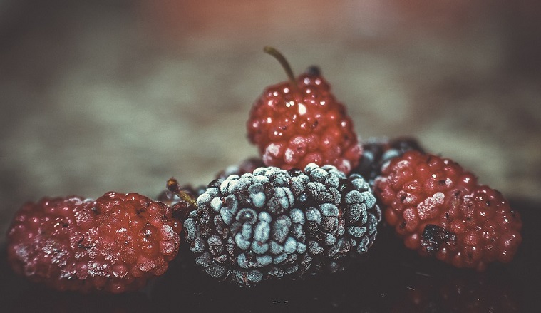mulberries-2