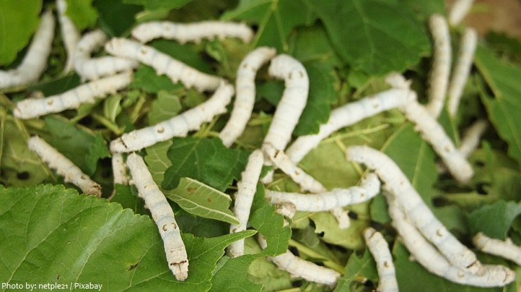 mulberry leaves silk worms