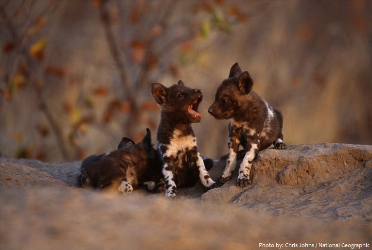 african wild dog pups