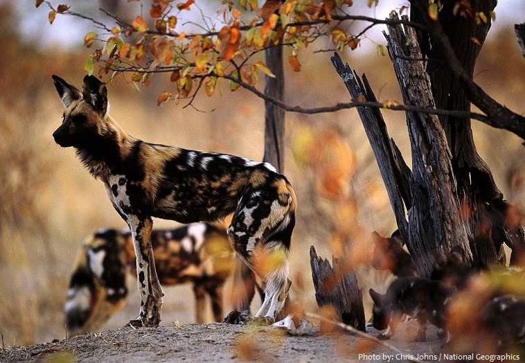 african wild dogs